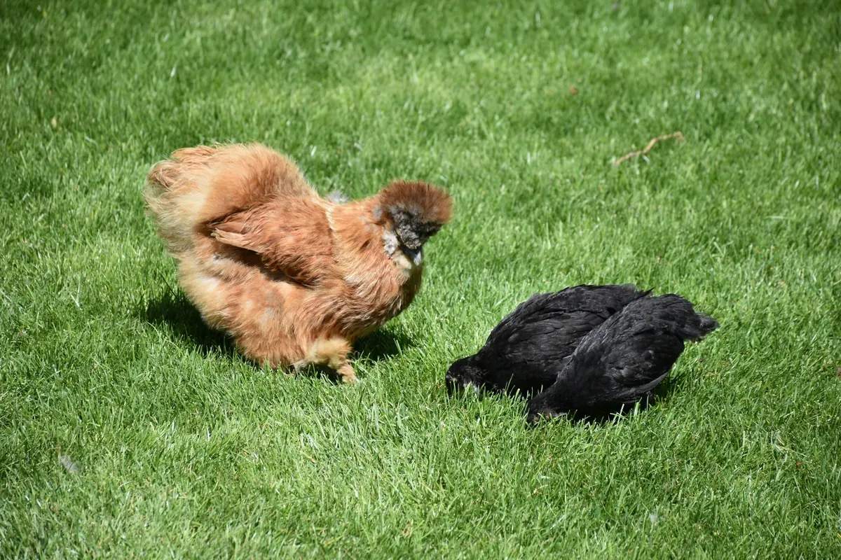 7 Common Mistakes When Raising Backyard Chickens in the Country